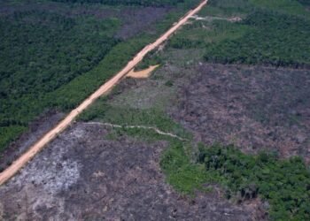 Desmatamento na Amazônia cai 36,87% no último ano