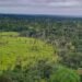 Imazon aponta desmatamento zero em 60% de terras indígenas na Amazônia