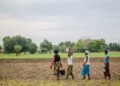 Grande Muralha Verde restaura 1,66 milhão de hectares