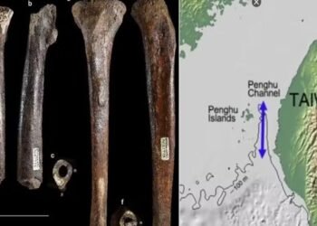 Fósseis encontrados em Taiwan levantam debate sobre gigantes da Bíblia