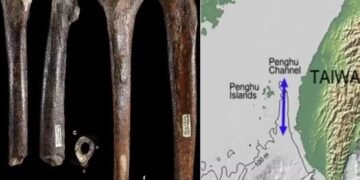 Fósseis encontrados em Taiwan levantam debate sobre gigantes da Bíblia