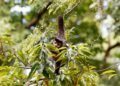 Entidade cobra compromisso de candidatos com direitos da natureza