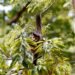 Entidade cobra compromisso de candidatos com direitos da natureza