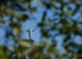 Cristo Redentor se prepara para compensar impacto ambiental do turismo