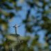 Cristo Redentor se prepara para compensar impacto ambiental do turismo