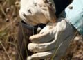 Pesquisadores encontram plantas consideradas extintas há 30 anos