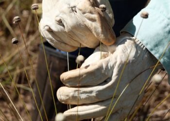 Pesquisadores encontram plantas consideradas extintas há 30 anos