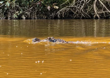 Carne de jacaré do Cuniã avança rumo à Indicação Geográfica e ganha força como produto amazônico