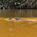 Carne de jacaré do Cuniã avança rumo à Indicação Geográfica e ganha força como produto amazônico