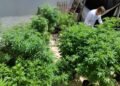 Feira em Fortaleza defende políticas sobre drogas com justiça social