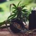 Para associações, normas ainda deixam pontos em aberto sobre cannabis