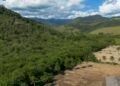Agricultura ganha 11 milhões de hectares em 41 anos na Mata Atlântica