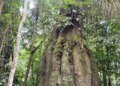 Governo cria reservas de desenvolvimento sustentável no Amazonas