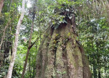 Governo cria reservas de desenvolvimento sustentável no Amazonas