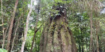 Governo cria reservas de desenvolvimento sustentável no Amazonas