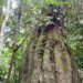 Governo cria reservas de desenvolvimento sustentável no Amazonas