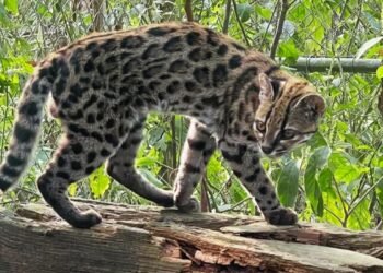 Nova espécie de felino é identificada em florestas da Bolívia
