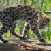 Nova espécie de felino é identificada em florestas da Bolívia