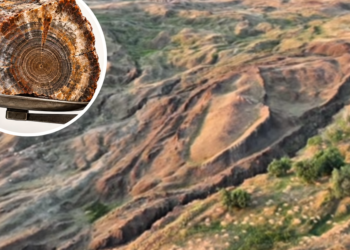 Pesquisa sobre Arca de Noé encontra material que pode ser madeira petrificada