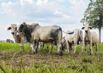 Período de declaração para atualização de rebanhos começa neste domingo, 1º, em Rondônia