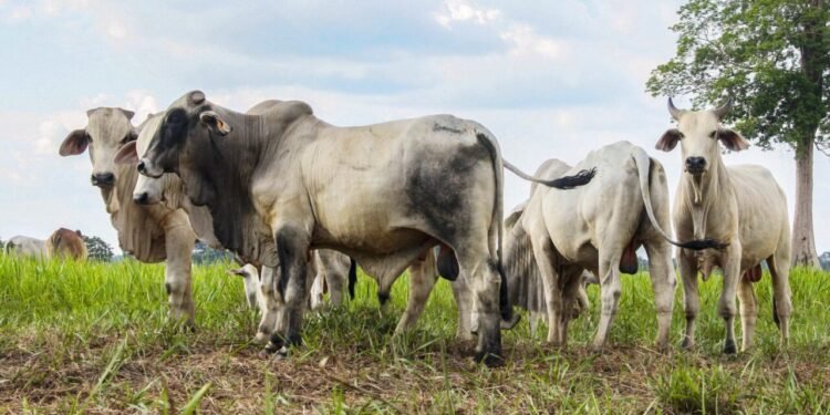 Período de declaração para atualização de rebanhos começa neste domingo, 1º, em Rondônia