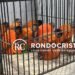 Detento é espancado até a morte no presídio 603 em Porto Velho