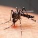 Mudanças climáticas já causam aumento de doenças infecciosas no país