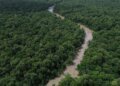 Desmatamento cai 41,8% na Amazônia e 23,8% no Cerrado em um ano