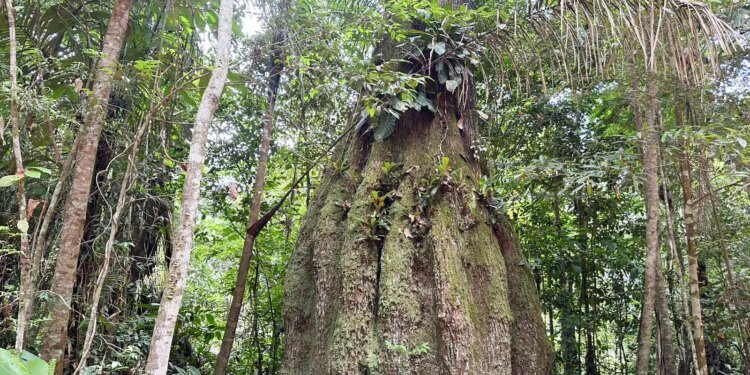 Lista das espécies da flora ameaçadas de extinção é atualizada