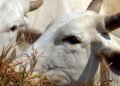 Carne brasileira passa a pagar tarifa de 67% para entrar na China