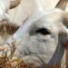 Carne brasileira passa a pagar tarifa de 67% para entrar na China