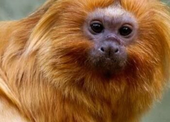 COP17 da Biodiversidade começa segunda-feira na Armênia