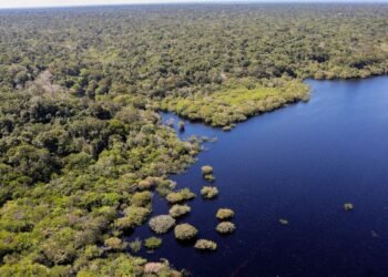 Queda de desmatamento no Brasil gera R$ 1,16 trilhão à economia global